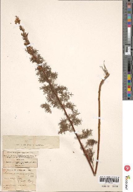 spécimen de Artemisia chamaemelifolia