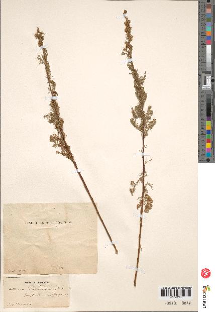 spécimen de Artemisia chamaemelifolia