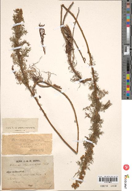 spécimen de Artemisia chamaemelifolia