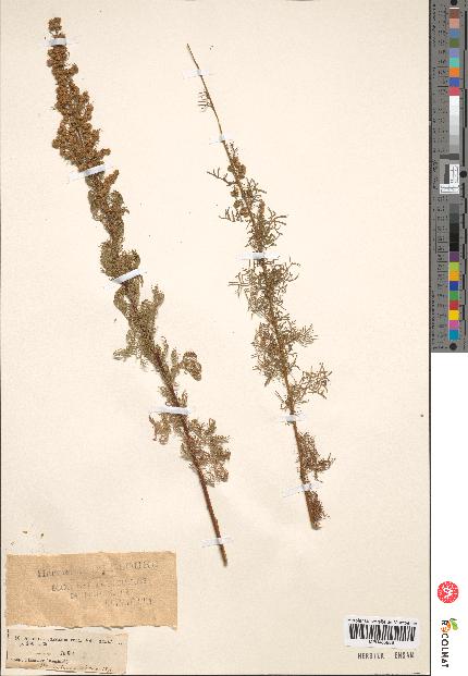 spécimen de Artemisia chamaemelifolia