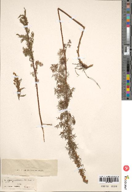 spécimen de Artemisia chamaemelifolia