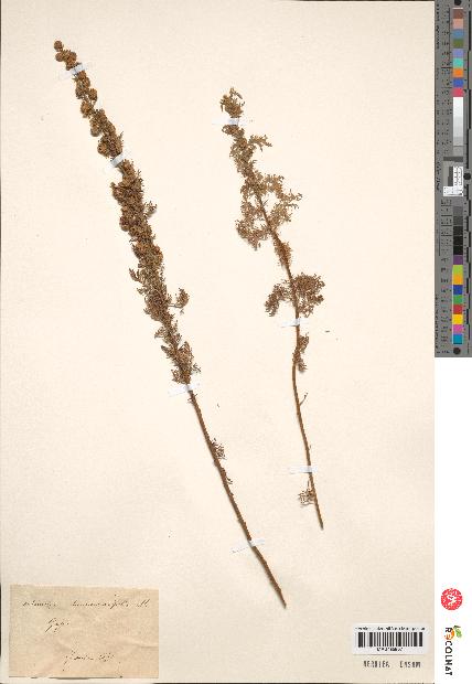 spécimen de Artemisia chamaemelifolia