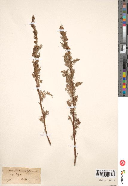 spécimen de Artemisia chamaemelifolia