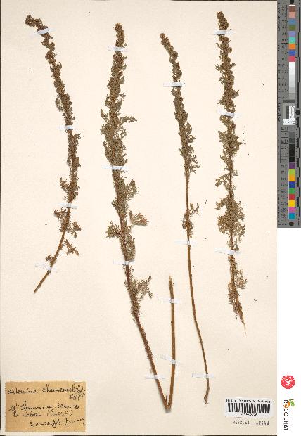 spécimen de Artemisia chamaemelifolia