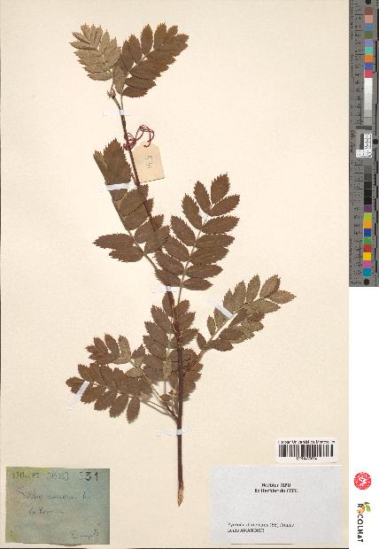 spécimen de Sorbus domestica