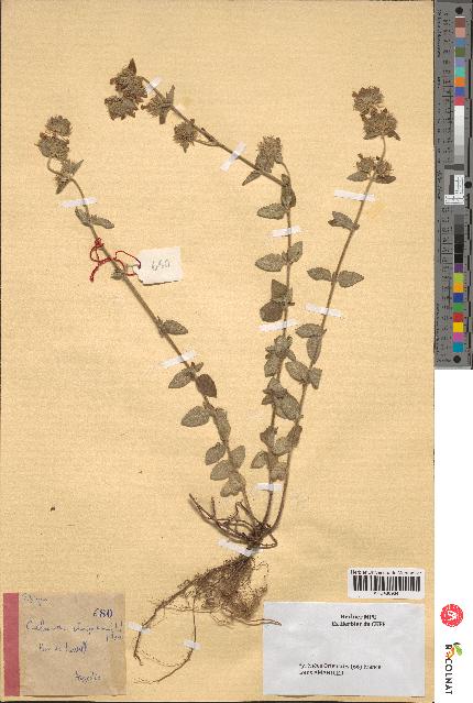 spécimen de Calamintha clinopodium