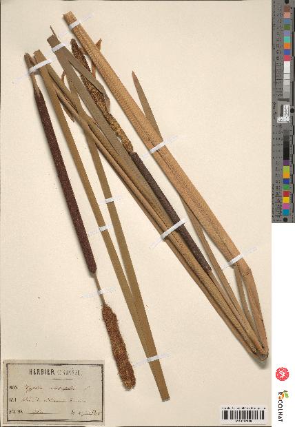 spécimen de Typha latifolia