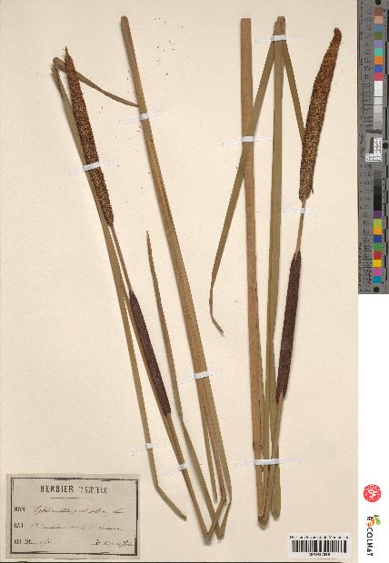 spécimen de Typha angustifolia