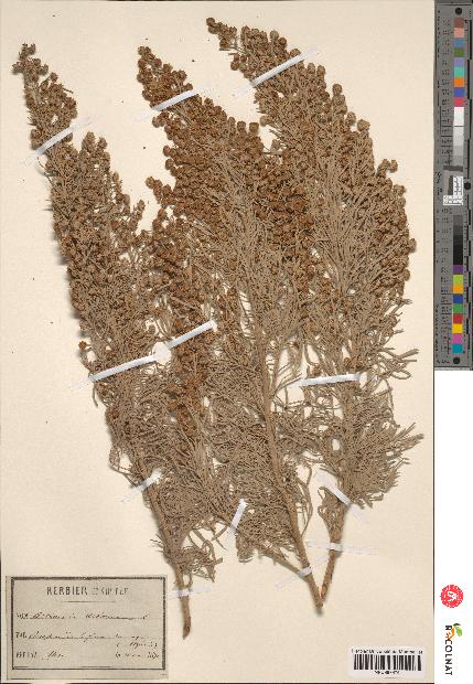 spécimen de Artemisia arborescens