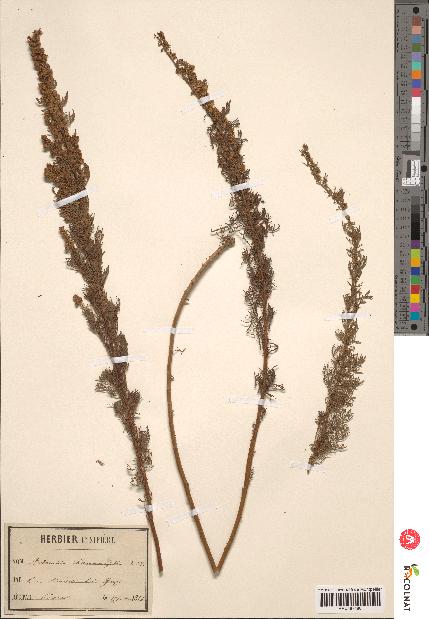 spécimen de Artemisia chamaemelifolia