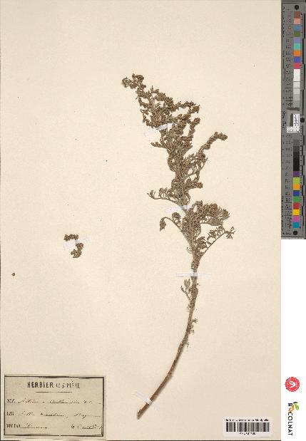 spécimen de Artemisia crithmifolia