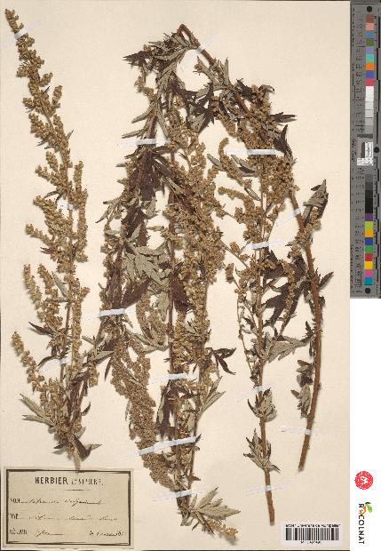 spécimen de Artemisia vulgaris