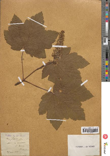 spécimen de Acer pseudoplatanus