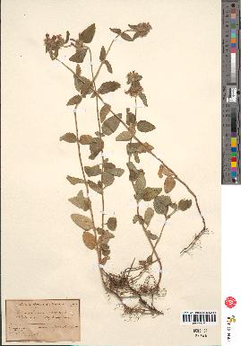 spécimen de Calamintha clinopodium