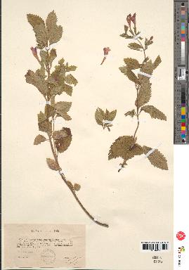 spécimen de Calamintha grandiflora