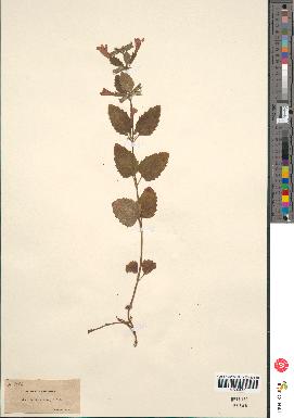 spécimen de Calamintha grandiflora