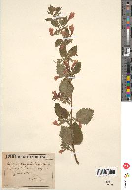 spécimen de Calamintha grandiflora