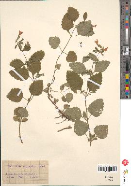 spécimen de Calamintha grandiflora