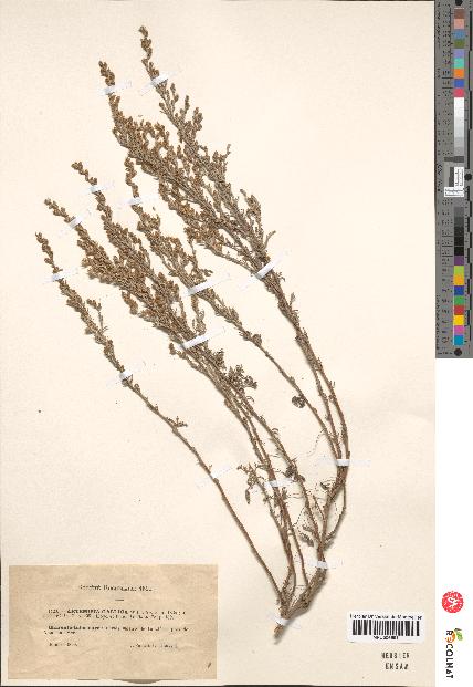 spécimen de Artemisia gallica