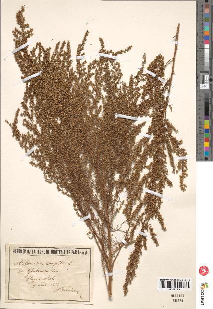 spécimen de Artemisia campestris