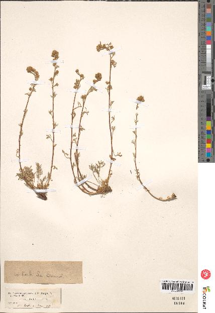 spécimen de Artemisia mutellina