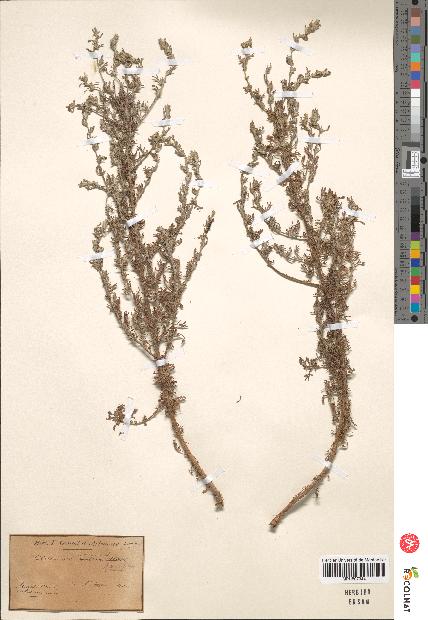 spécimen de Artemisia maritima