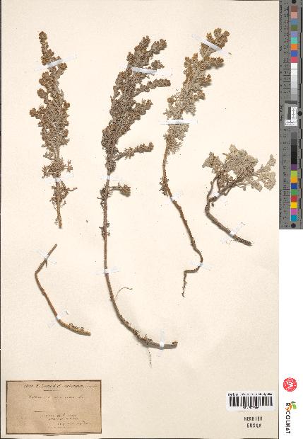 spécimen de Artemisia maritima