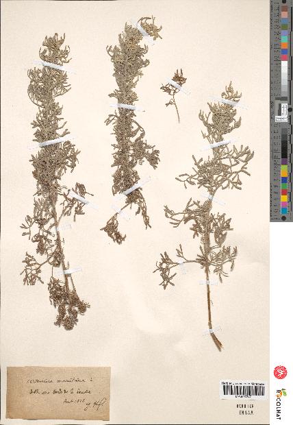 spécimen de Artemisia maritima