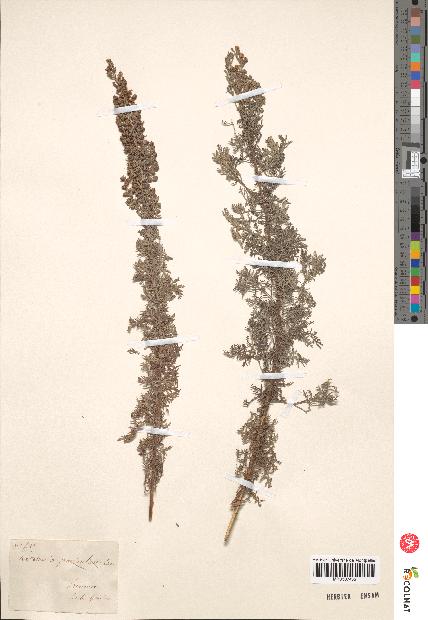 spécimen de Artemisia paniculata