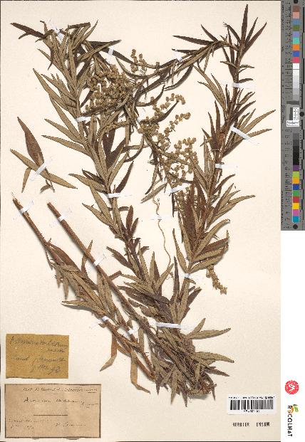 spécimen de Artemisia verlotiorum