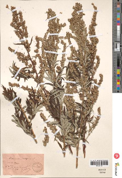 spécimen de Artemisia vulgaris