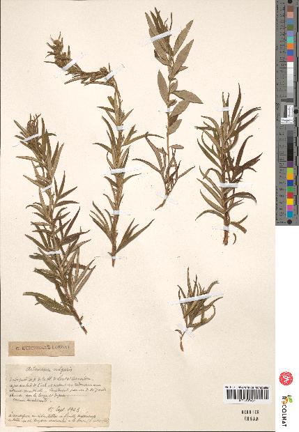 spécimen de Artemisia vulgaris