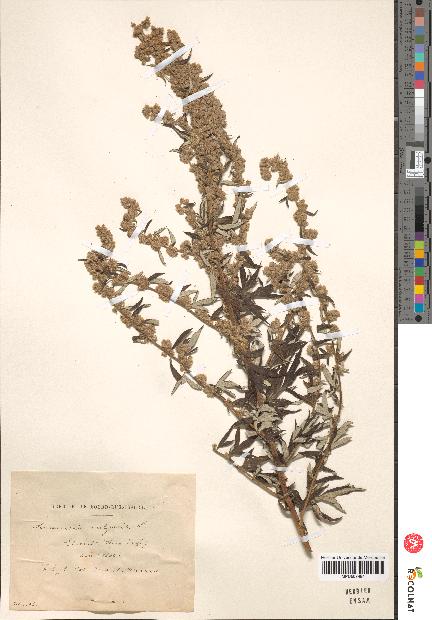 spécimen de Artemisia vulgaris