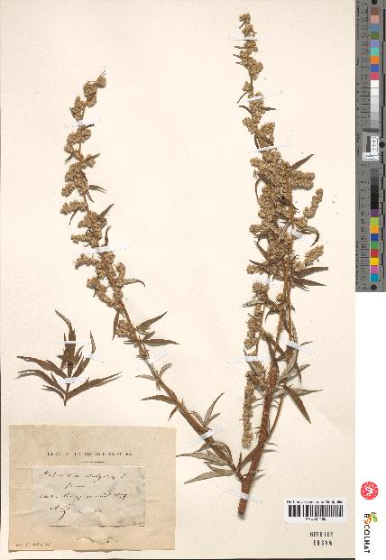 spécimen de Artemisia vulgaris