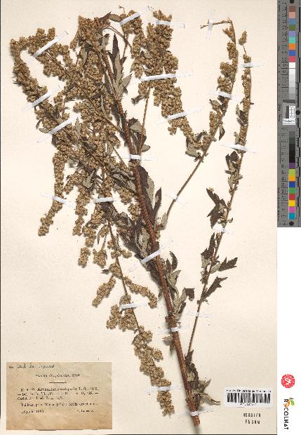 spécimen de Artemisia vulgaris