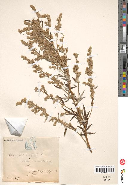 spécimen de Artemisia vulgaris