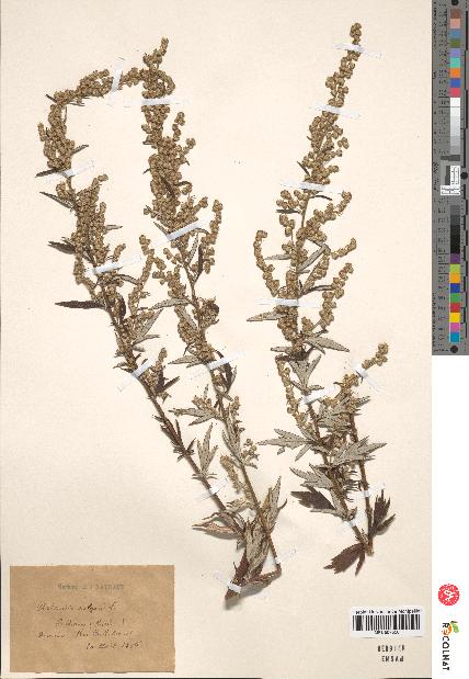 spécimen de Artemisia vulgaris