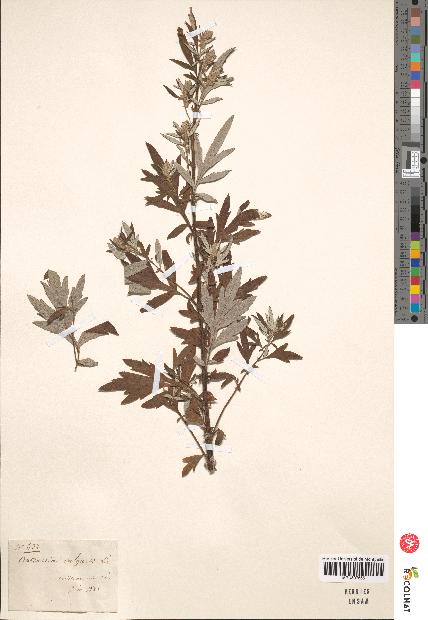 spécimen de Artemisia vulgaris