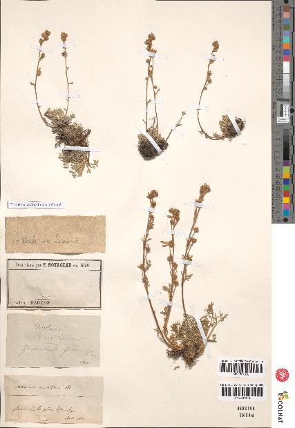 spécimen de Artemisia mutellina