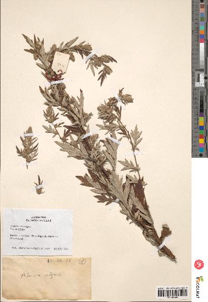 spécimen de Artemisia vulgaris