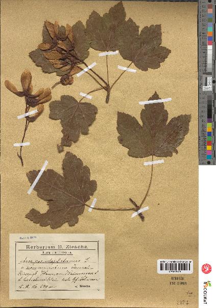 spécimen de Acer pseudoplatanus