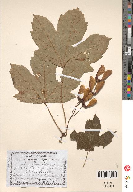 spécimen de Acer pseudoplatanus