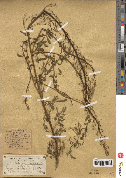 spécimen de Scrophularia canina