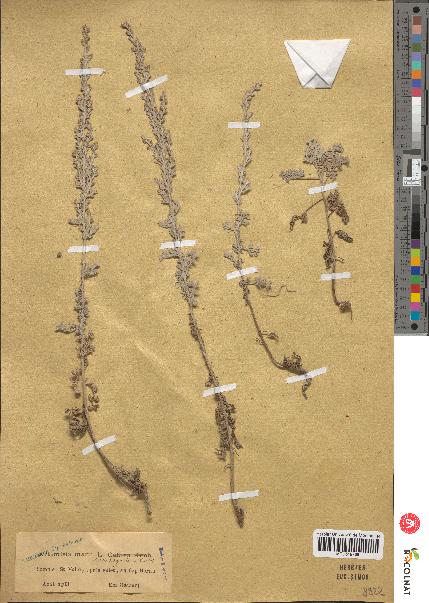 spécimen de Artemisia maritima
