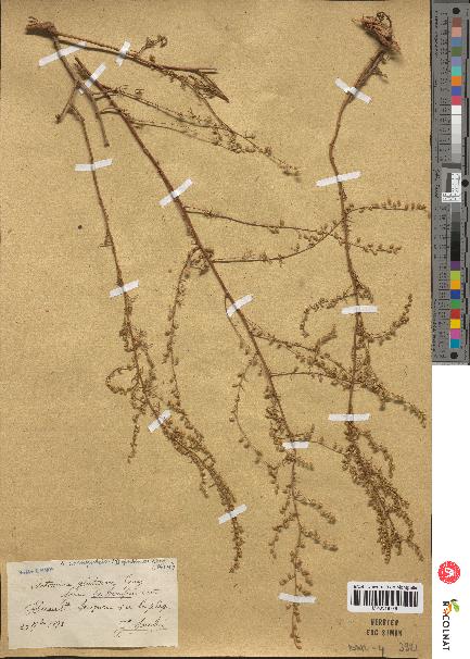 spécimen de Artemisia glutinosa