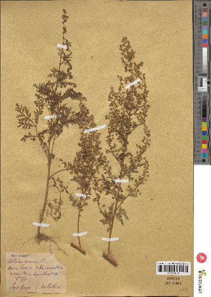 spécimen de Artemisia annua