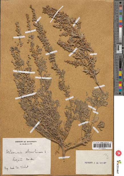 spécimen de Artemisia absinthium