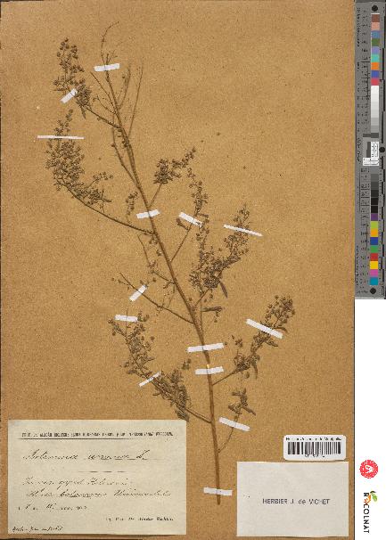 spécimen de Artemisia annua