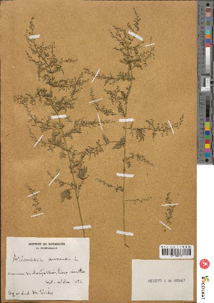 spécimen de Artemisia annua