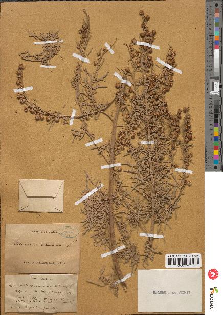 spécimen de Artemisia arborescens